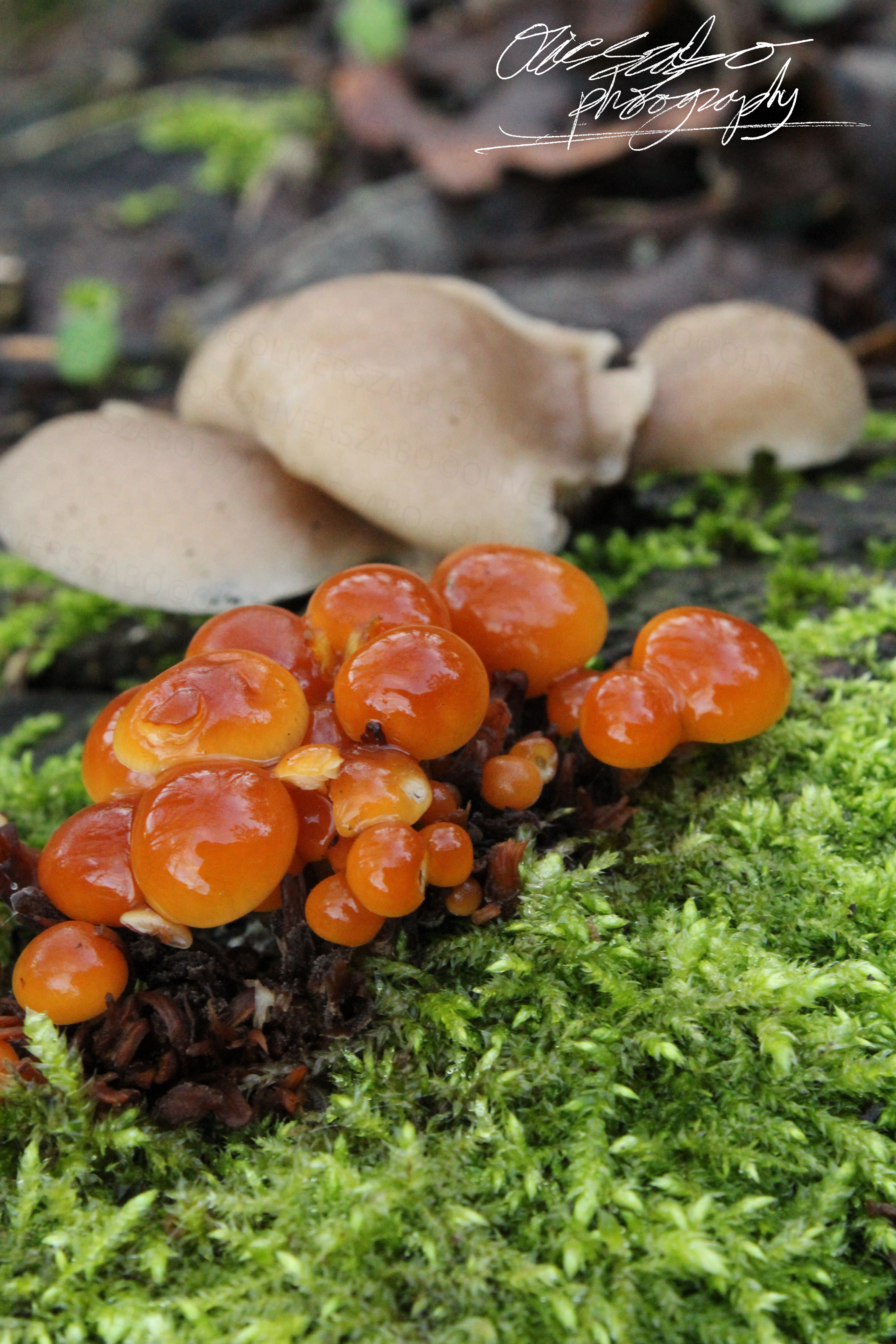 Velvet Shank And Oyster Mushrooms